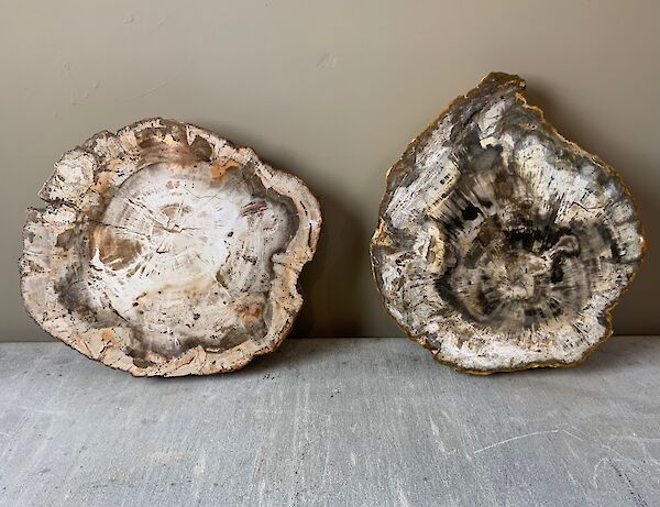 Two large petrified wood slices